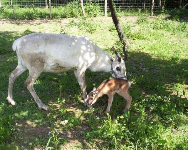  Educational farm and animals in the 31 